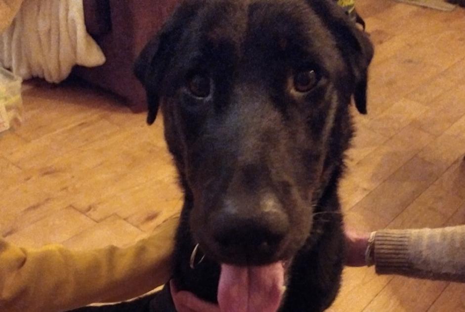 Fundmeldung Hund rassenmischung Weiblich Saint-Symphorien-sur-Coise Frankreich Fundmeldung Hund rassenmischung Weiblich Saint-Symphorien-sur-Coise Frankreich