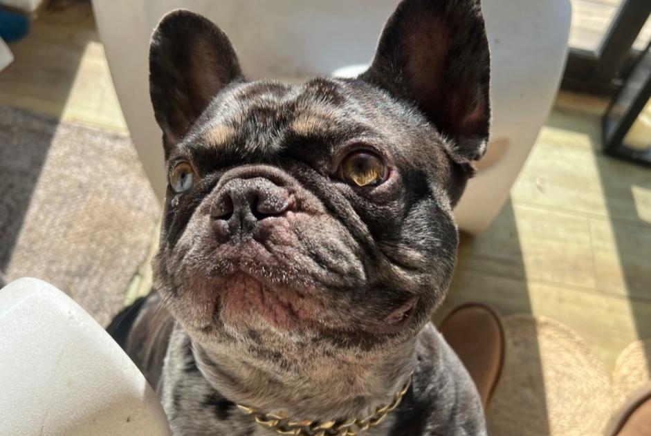 Vermisstmeldung Hund Männliche , 4 jahre Genas Frankreich Vermisstmeldung Hund Männliche , 4 jahre Genas Frankreich