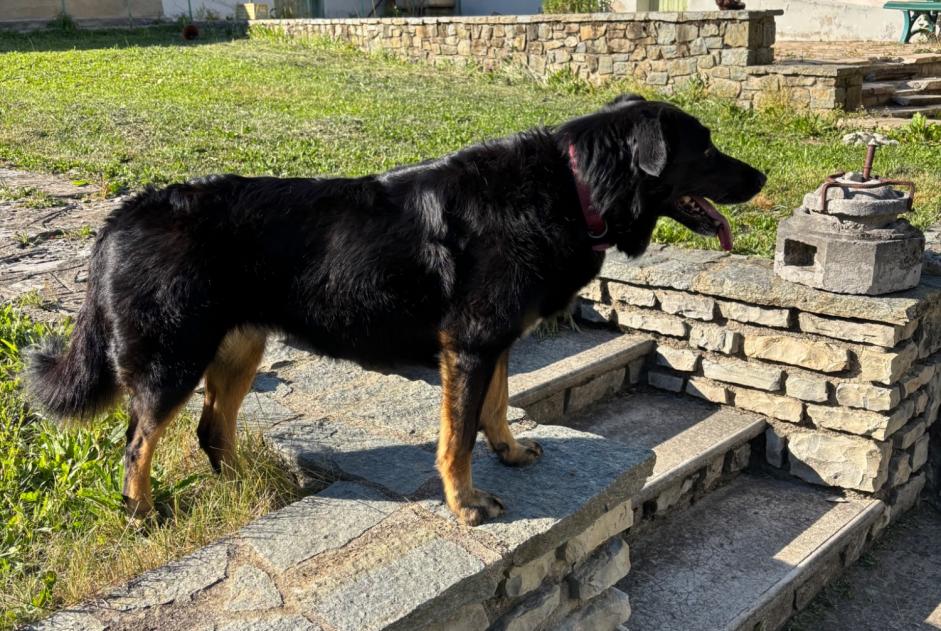 Disappearance alert Dog miscegenation  Female , 7 years Chessy France