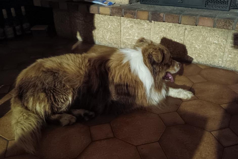 Discovery alert Dog  Unknown Beauvallon France
