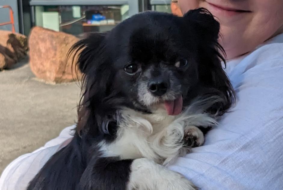 Alerte Découverte Chien  Mâle Vaulx-en-Velin France