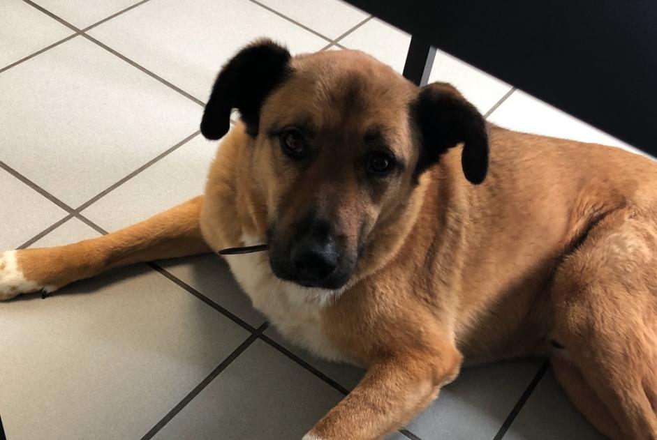 Alerte Disparition Chien croisement  Mâle , 9 ans Tassin-la-Demi-Lune France