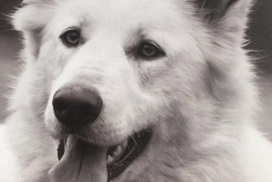 Verdwijningsalarm Hond  Vrouwtje , 10 jaar Jons Frankrijk
