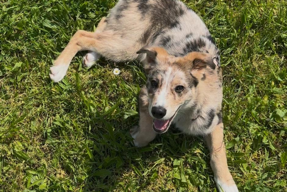 Verdwijningsalarm Hond rassenvermenging  Mannetje , 0 jaar Lyon Frankrijk