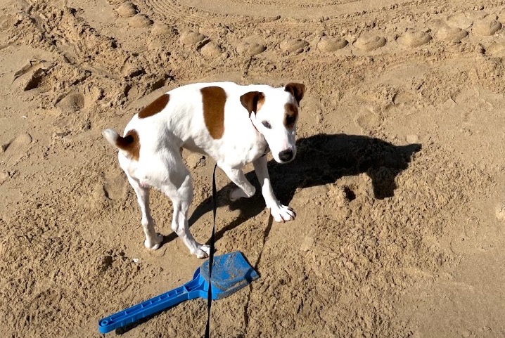 Verdwijningsalarm Hond Mannetje , 6 jaar Dardilly Frankrijk Verdwijningsalarm Hond Mannetje , 6 jaar Dardilly Frankrijk