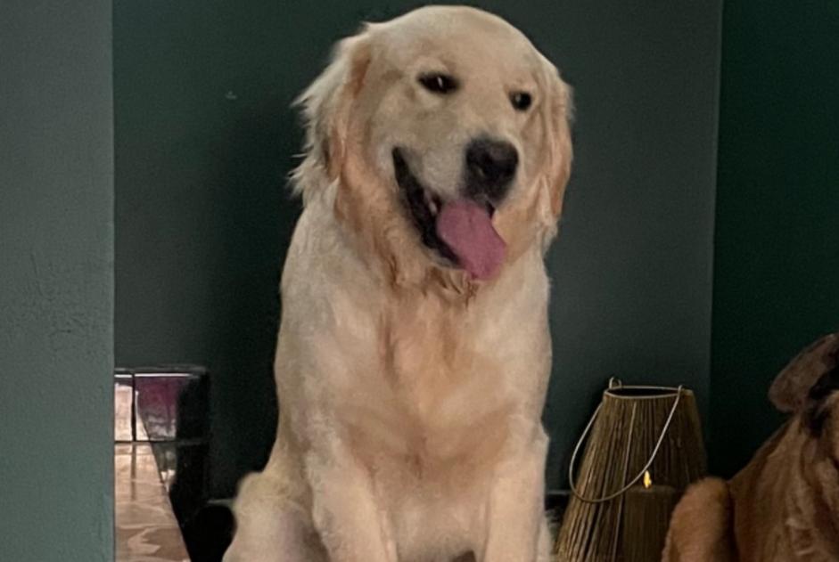 Verdwijningsalarm Hond  Mannetje , 1 jaar Tassin-la-Demi-Lune Frankrijk