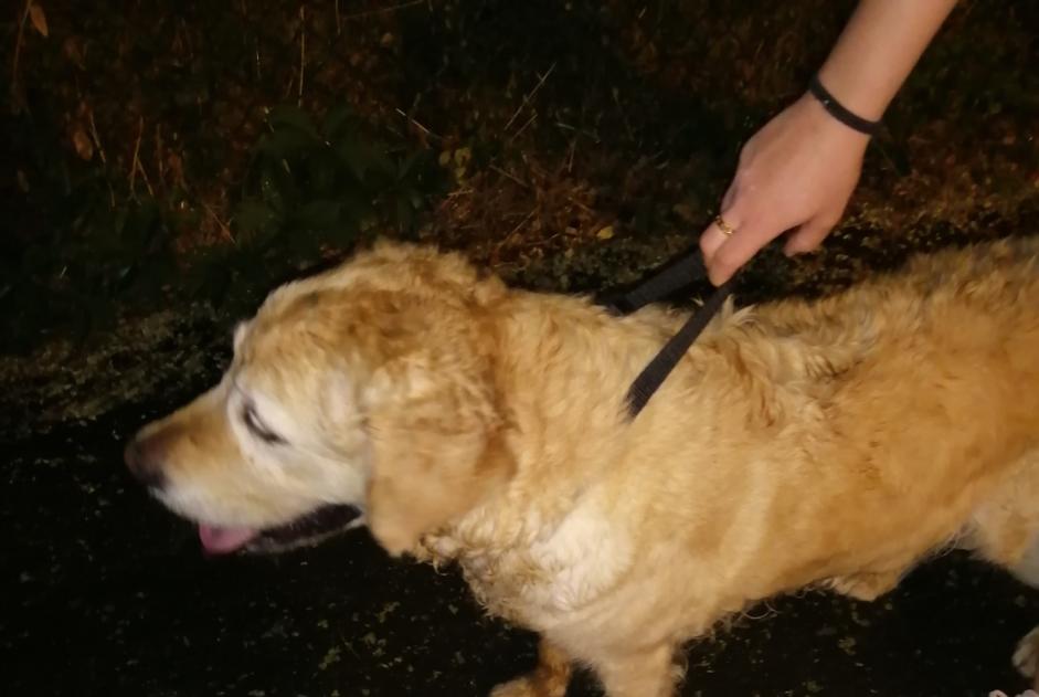 Ontdekkingsalarm Hond Onbekend Saint-Priest Frankrijk Ontdekkingsalarm Hond Onbekend Saint-Priest Frankrijk