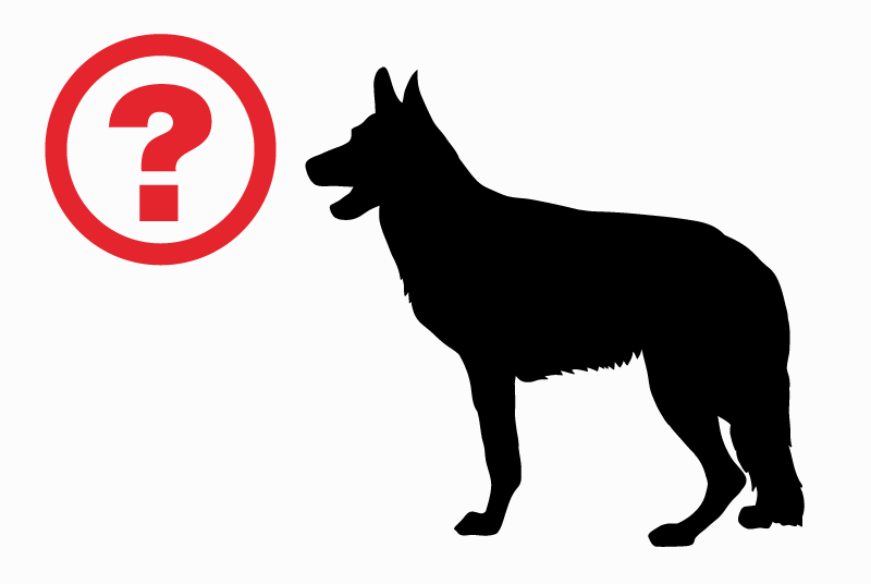 Discovery alert Dog  Unknown Chaponnay France